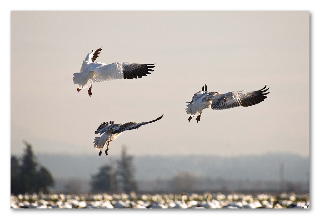 IChing si C. G. Jung